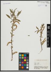 Foto von Salix alba L.